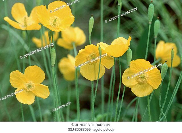 DEU, 2002: Welsh Poppy (Meconopsis cambrica), flowers and seed capsules