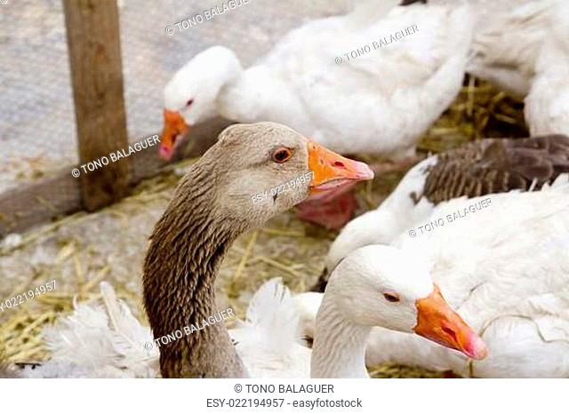 goose bird white and brown in farmyard