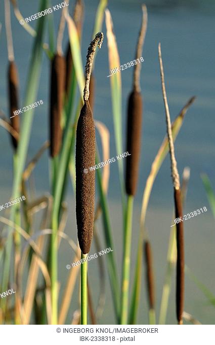 Bulrush or Cattail (Typha)