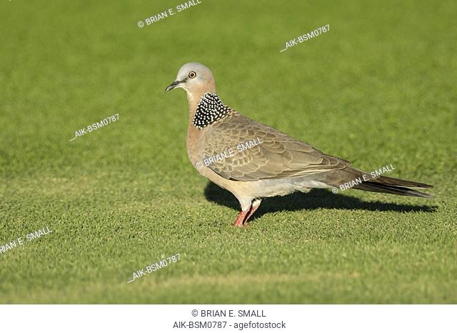 Adult Spotted Dove (Spilopelia chinensis) Standing on a lawn in Mauna Kea, Hawai February 2018