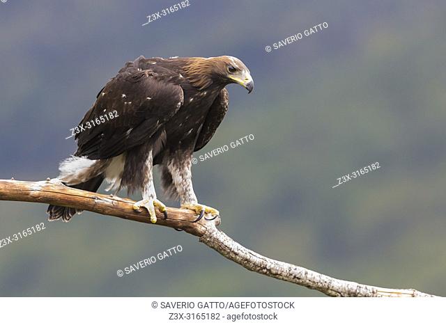 Golden Eagle (Aquila chrysaetos), juvenile perched on a dead branch