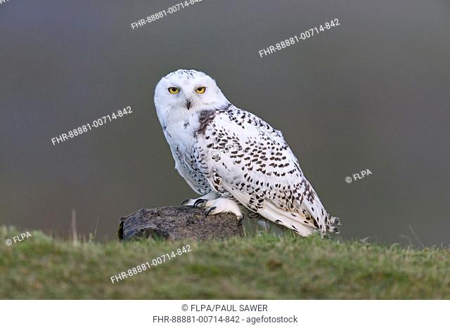 Snowy Owl (Nyctea scandiaca) immature male, perched on rock in moorland, Peak District, Cumbria, England, November, controlled subject