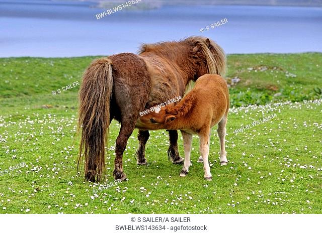Shetland pony Equus przewalskii f. caballus, mare nursing foal on pasture, United Kingdom, Scotland, Shetlands Islands
