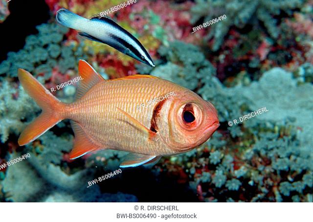 pinecone soldierfish, crimson soldierfish, white-edge soldierfish (Myripristis murdjan, Myripristis axillares), Indonesia, Indian Ocean