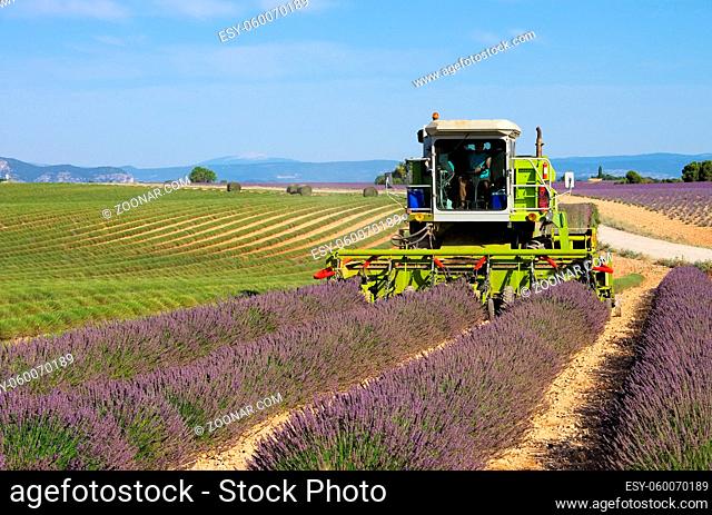 Lavendelfeld Ernte - lavender field harvest 21