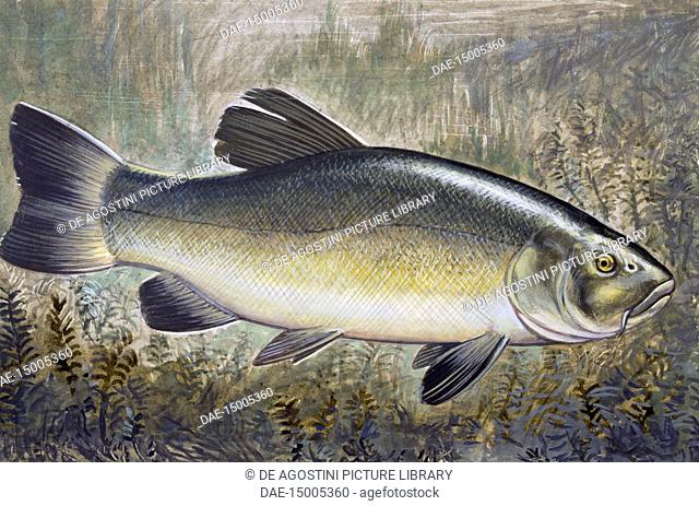 Tench or Doctor Fish (Tinca tinca), Cyprinidae, drawing