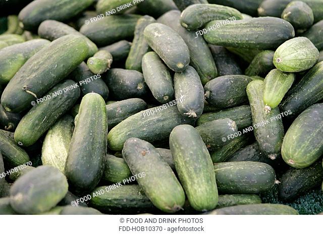 Zucchini / Courgettes at Farmers Market