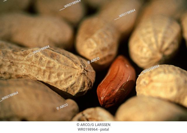 Peanuts, Arachis, hypogaea
