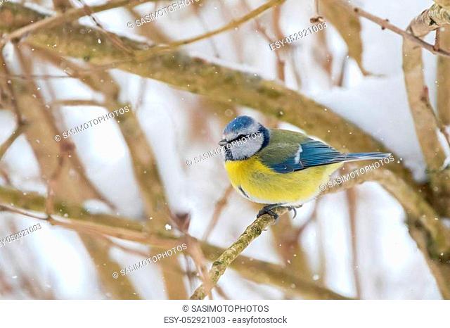 Cute little Eurasian Blue Tit bird in blue yellow sitting on tree branch all alone while snowing during winter in Austria, Europe (Parus Caeruleus, Blaumeise)
