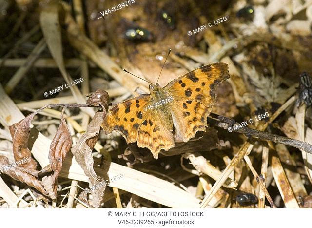 Comma Butterfly, Polygonia c-album. Upperwings. Large butterfly with orange wings and dark brown spots. The sharp angled wings have irregular edges
