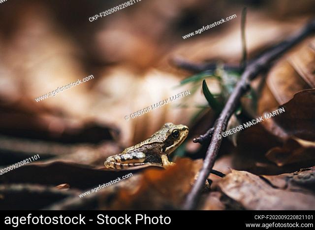Macro of young common frog (Rana temporaria) with fallen leaves on background, in Humpolec, Czech Republic, on July 4, 2020
