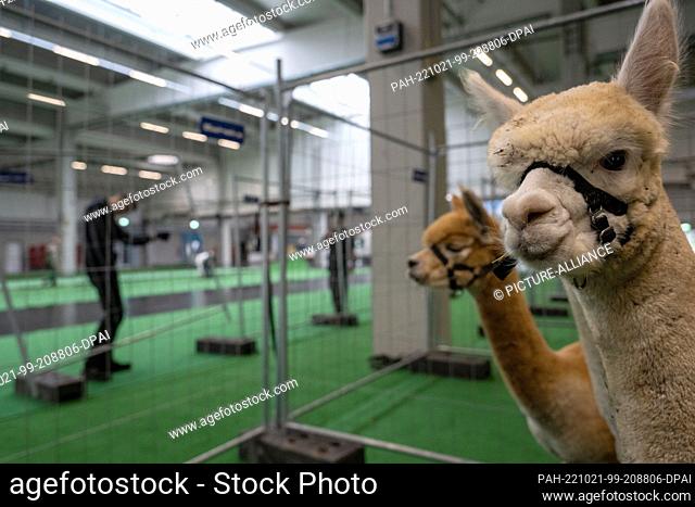 21 October 2022, Baden-Württemberg, Ulm: Two alpacas watch the construction of lattice boxes in an exhibition hall. Around 160 alpacas from all over Germany...