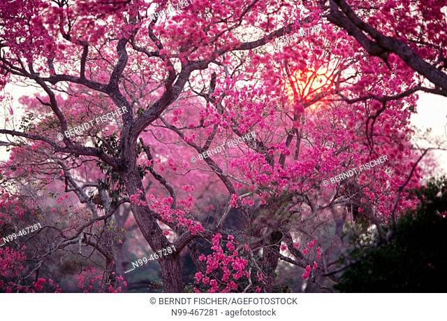 Pink trumpet trees in flower and setting sun. Pantanal near Pocone. Mato Grosso. Brazil