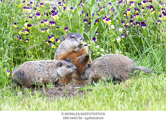: Etats-Unis, Minnesota , Marmotte commune (Marmota monax), captif / United Sates, Minnesota, Groundhog or Woodchuck (Marmota monax) captive
