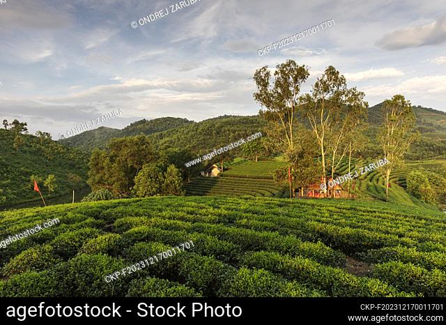 tea fields in hills of middle Vietnam (CTK Photo/Ondrej Zaruba)