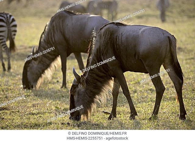 Kenya, Masai Mara Reserve, Wildebeest (Connochaetes) migrating grazing grass in the savannah