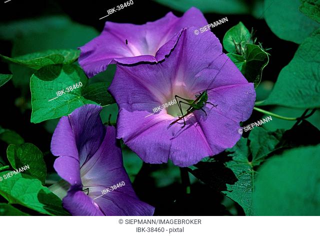 Grasshopper in flower of morning-glory Convolvulaceae