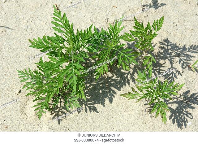 DEU, 2010: Annual Ragweed, Common Ragweed (Ambrosia artemisiifolia). Young plants seen from above