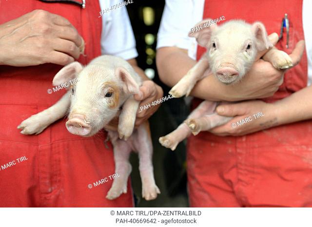 Employees of the pig fattening plant Agrar e.G. hold two boar piglets in their hands in Hebersdorf, Germany, 17 June 2013