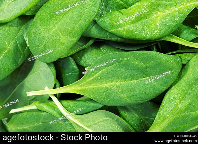 fresh green spinach leaves detailed close up image