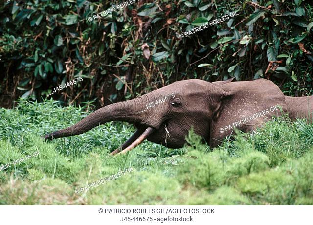 Forest Elephant (Loxodonta cyclotis), Loango National Park. Gabon