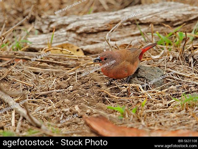 Jameson's Firefinch (Lagonosticta rhodopareia jamesoni), adult male, feeding on the ground, Kruger N. P. Great Limpopo Transfrontier Park, South Africa, Africa