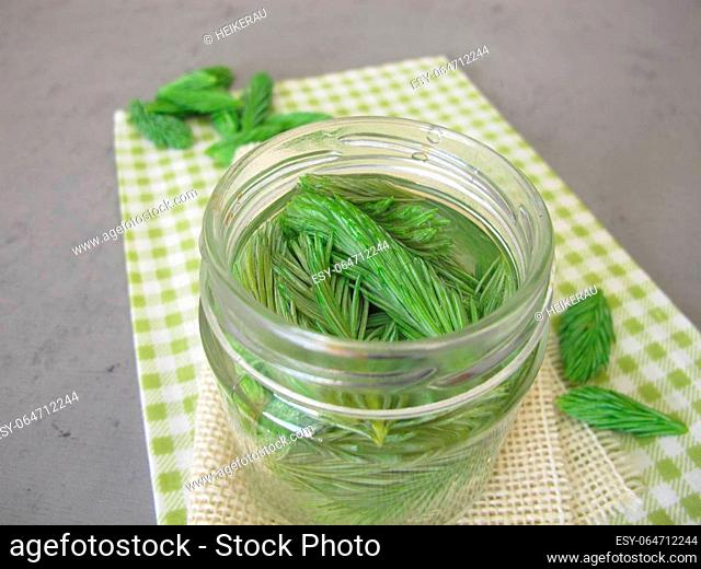 Spruce tips extract: tincture from young spruce shoots
