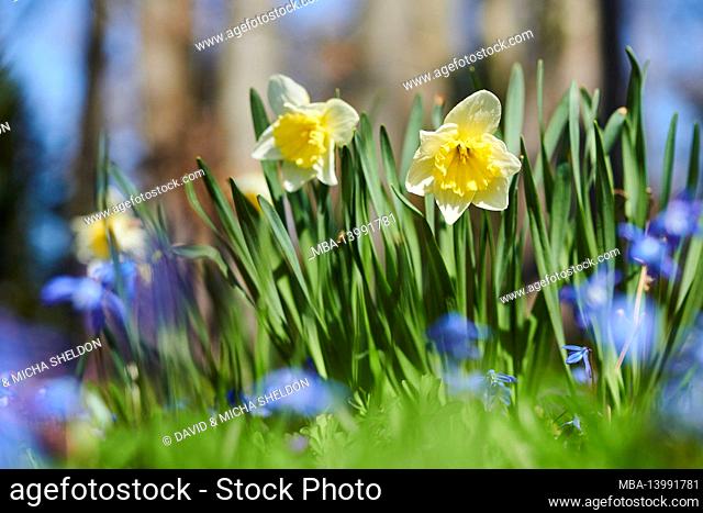 daffodils or daffodils (narcissus pseudonarcissus), bavaria, germany, europe