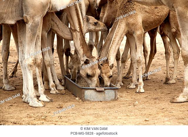 Camel farmer Aubd lives a bedouins life in the desert with his camels