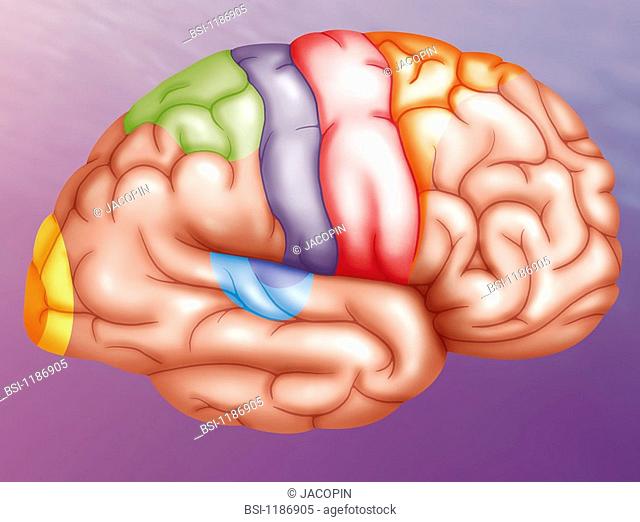 BRAIN, DRAWING<BR>Regions of the brain.<BR>Illustration showing the different regions of the brain's right hemisphere.  - yellow: visual cortex  - green:...