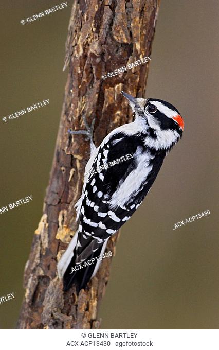A male Downy Woodpecker Picoides pubescens perches on a tree in Etobicoke, Ontario Canada
