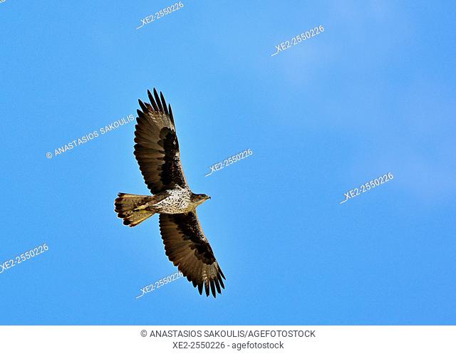 Bonelli's Eagles Hieraaetus fasciatus, Crete
