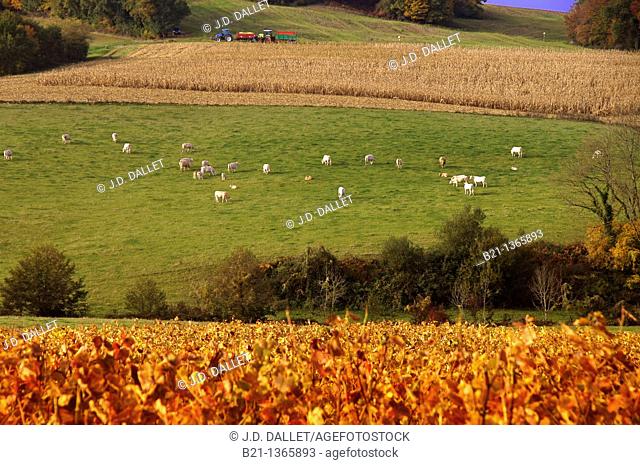 France-Midi Pyrenées-Gers- landscape of wine fields, cattles, and corn fields, near Manciet