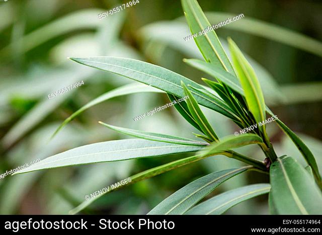Nerium oleander is a shrub or small tree in the dogbane family Apocynaceae, toxic in all its parts