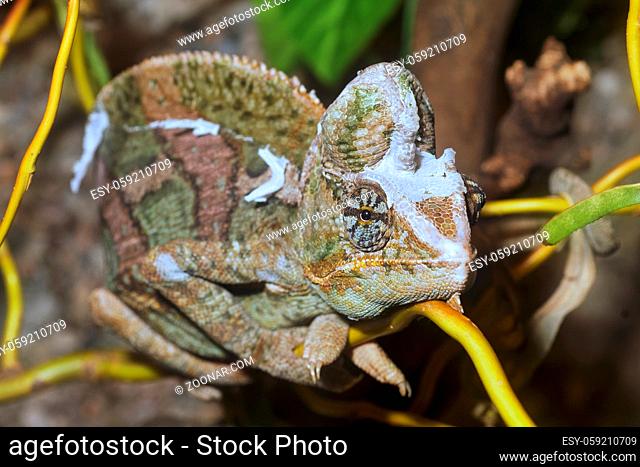 Portrait of the veiled chameleon (Chamaeleo calyptratus)