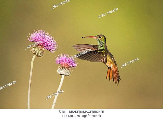 Buff-bellied Hummingbird (Amazilia yucatanensis), male feeding on Texas thistle (Cirsium texanum), Sinton, Corpus Christi, Coastal Bend, Texas, USA