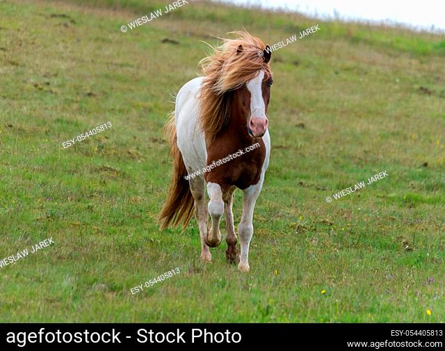 Close-up of Icelandic horse in a pasture in Iceland