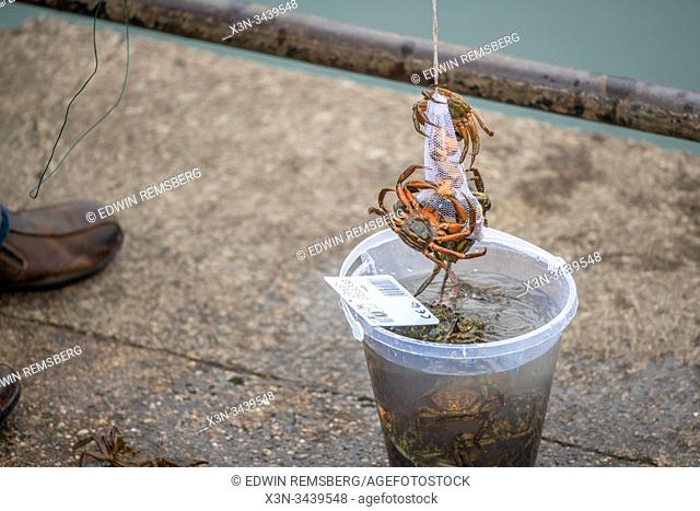 A fisherman dangles crabs from a bucket Whitby, United Kingdom