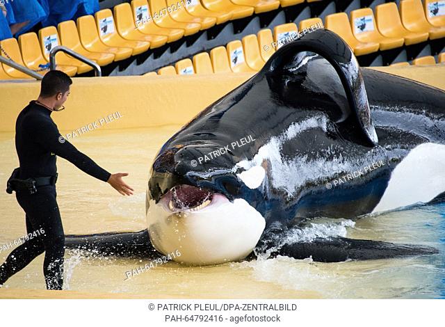 A killer whale, also known as orca, pictured during a killer whale show at Loro Parque in Puerto de la Cruz located in the north of Tenerife island, Spain