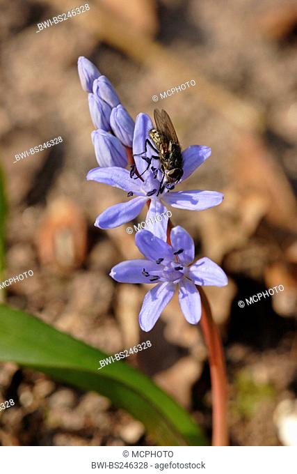 twin-leaf squill Scilla bifolia, blooming, Germany, Baden-Wuerttemberg