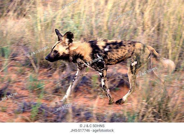 African Wild Dog, (Lycaon pictus), adult hunting, Tswalu Game Reserve, Kalahari, Northern Cape, South Africa, Africa