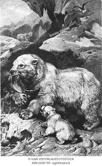 Polar bear, Ursus maritimus, illustration from book dated 1904