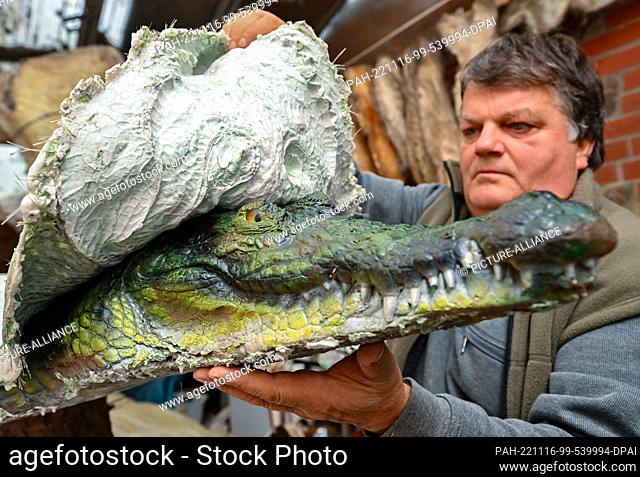 16 November 2022, Brandenburg, Trebus: Thomas Winkler, taxidermist, removes a silicone mold from a replica of a Nile crocodile