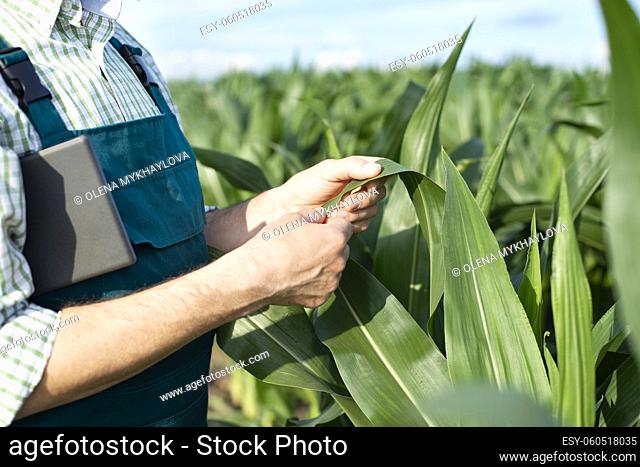 Farmer in overalls doing scrutiny of corn stalks at field closeup photo
