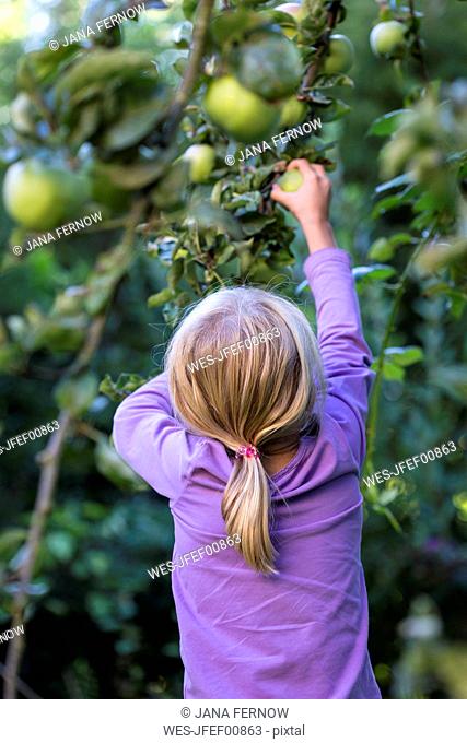 Back view of little girl picking apple from tree