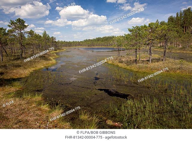 Shallow acid lake in bog habitat, Meenikunno Maastikukaitseala Reserve, Estonia, june