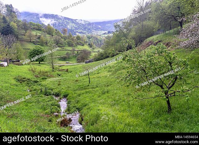 Europe, Germany, Southern Germany, Baden-Wuerttemberg, Black Forest, Wiesental near Forbach in Northern Black Forest