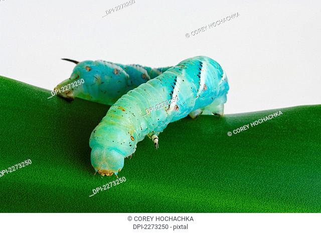 Green hornworm on leaf and white background, st. albert alberta canada