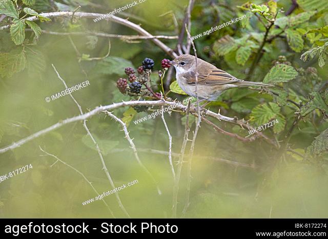 Garden warbler (Sylvia borin) sitting in a blackberry bush, Texel, North Holland, Netherlands