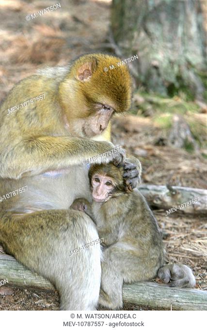 Barbary macaque / ape or rock ape - female grooming young (Macaca sylvanus)